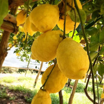 Meyer Lemon 5 Seeds Hardy Lemon Tree - £6.47 GBP