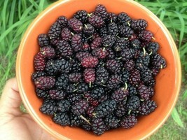 Black Mulberry - Morus nigra - 100+ seeds - Graines - Samen - Heirloom! ... - $67.62 MXN