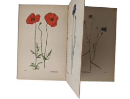 Vintage The Little Flower Book in Many Colors Island Library 281 German Rodolf - £38.69 GBP