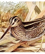 Wilson&#39;s Snipe 1936 Bird Lithograph Color Plate Print DWU12C - $34.28 CAD