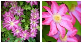 Clematis Asao Live Plant in a 4 Inch Growers Pot Pink Flowering Vine - £46.37 GBP