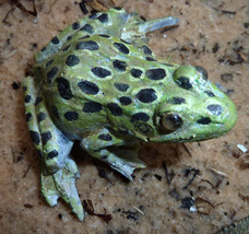 Leopard Frog 3 inches - £94.95 GBP