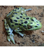 Leopard Frog 3 inches - €103,24 EUR
