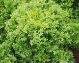 Green Curled Ruffec Endive Seeds 600  Chicory Seeds Fast Shipping - $8.99