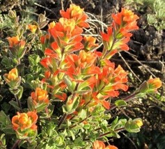 Castilleja Latifolia Monterey Indian Paintbrush 10 Seeds Garden Beautiful USA Se - $9.58