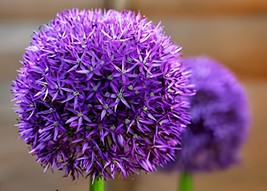 200 Seeds Giant Allium Giganteum - Purple Color Big Ball Blooms - $13.30