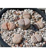 100Pcs Lithops Gracilidelineata C243 Succulents Plants Seeds Fresh Seeds - $285.06 MXN