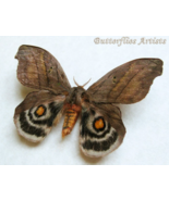 Real Moth Hyperchiria Nausica Rare Framed Entomology Collectible Shadowbox - $1,095.61 MXN