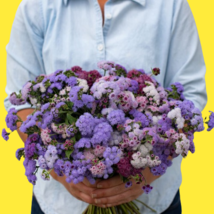 Timeless Mix Ageratum Seed, Flossflower,blue mink, Flower Seeds, USA Gro... - £11.76 GBP