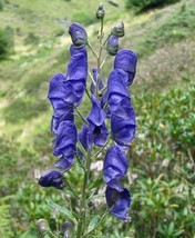 GIB Aconitum napellus | Monk&#39;sHood | Wolfsbane | 10 Seeds - £16.52 GBP