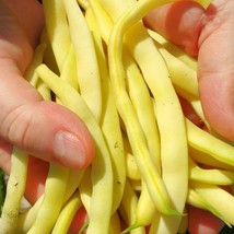 Fresh Seeds USA Seller Carson Yellow Wax Bush Bean 20 Seeds - $5.38