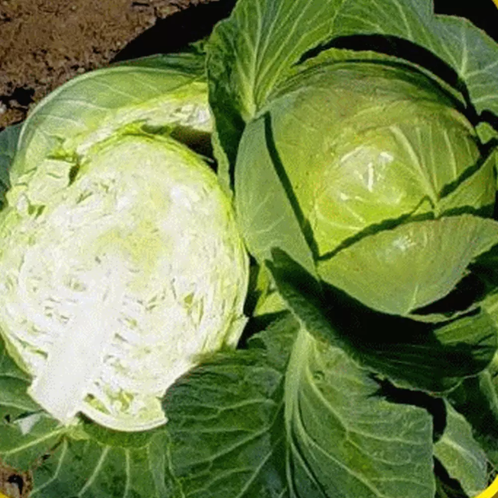 BPASTORE 500 Copenhagen Market Early Cabbage Seeds Online - $9.39