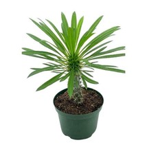 Madagascar Palm Pachypodium Lamerei 6 inch - £44.88 GBP