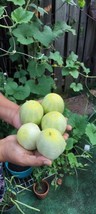 Lemon Cucumber 30 Seeds Budamkaya Grown In Usa Gardening - £8.91 GBP