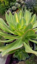 Aeonium Starburst (1 gal. Pot) - £38.82 GBP