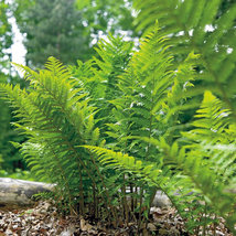 5 lady fern root systems,Athyrium filix-femina - £4.74 GBP