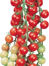 Burpee Super Sweet 100&#39; Hybrid Cherry Tomato, 50 Seeds - £11.47 GBP