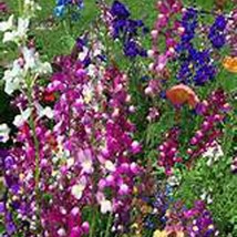 New Fresh USA Seller Snapdragon Fairy Boquet Flower Seeds - £6.16 GBP