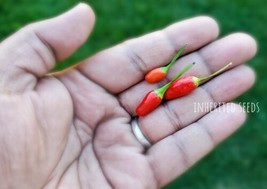 Vietnamese Birdseye Chili Pepper HOT, Non-GMO, 30+ Heirloom Fresh Garden Seeds - £3.62 GBP