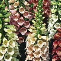 US Seller 1000 Seeds Mixed Foxglove Digitalis Purpurea Flower Seeds - £9.70 GBP