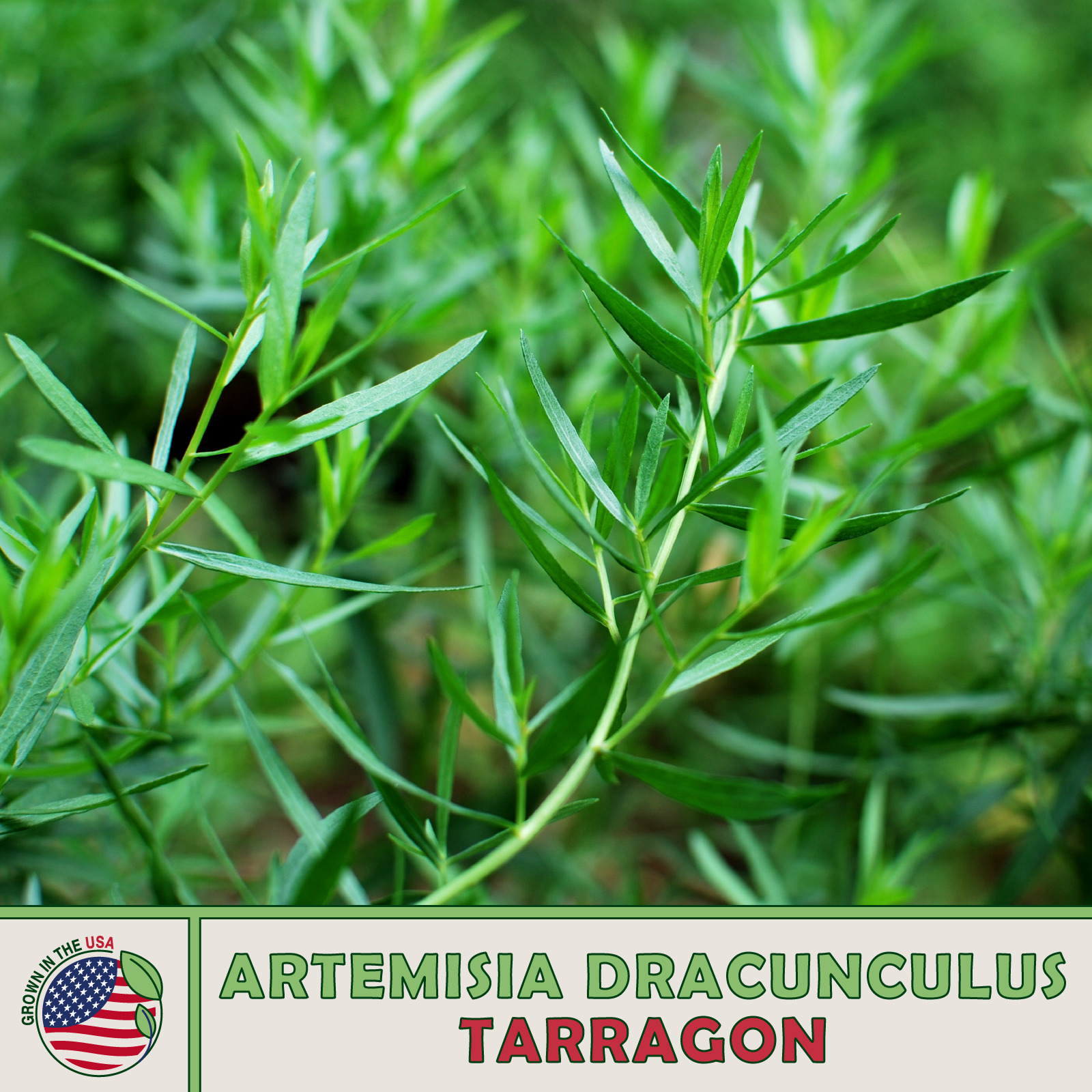 Tarragon Seeds Artemisia Dracunculus Culinary Fresh Seeds - $4.80
