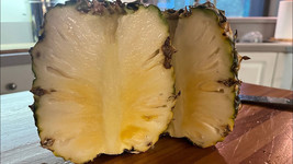 15 Sugarloaf Pineapple Seeds Planting Fast US Shipping - $10.96