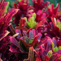 Oakleaf Croton Live Cuttings Codiaeum Variegatum Natural Indoor Outdoor ... - $356.00 MXN+