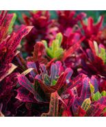 Oakleaf Croton Live Cuttings Codiaeum Variegatum Natural Indoor Outdoor Plant - $354.99 MXN - $822.35 MXN