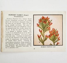 Scarlet Painted Cup Flower Figwort 1932 Color Plate Print Irving Lawson PGBG21A - £20.17 GBP