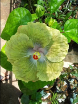 20 Green Hibiscus Seeds Flowers Flower Seed Perennial Bloom - £11.97 GBP