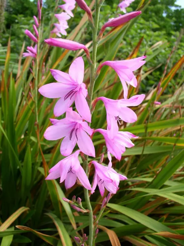 15 Seeds Watsonia Borbonica, Fragrant Cape Bugle Lily Flower Pink - $7.99