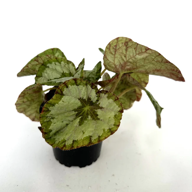 MBK Begonia Elephant Ear 3 Until 4 Inch Pot From USA - £24.93 GBP