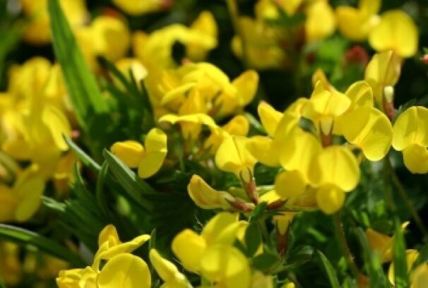 SEPTH BIRD&#39;S FOOT TREFOIL 100 FRESH SEEDS - $2.38