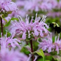Bee Balm Wild Bergamot Perennial Seeds for Beneficial Bees &amp; Hummingbirds - $12.30 CAD