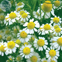 Pyrethrum Chamomile White Herb Flowers Seeds 100 Seeds Mozzie Buster Herb Seeds  - $11.95