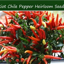 Pepper Seeds Riot Chile Pepper 10 Seeds All Natural Vibrant Fruit Color Very Hot - $15.68