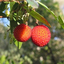 New Seeds 20 Tropical Seeds Strawberry Tree Tropical Evergreen Arbutus Unedo - £13.11 GBP