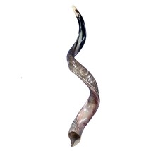 Kudu Yemenite Shofar XXL (44&quot; around curls) Genuine Antelope Horn Judaica - $325.71