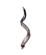 Kudu Yemenite Shofar XXL (44&quot; around curls) Genuine Antelope Horn Judaica - $325.71