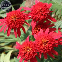 Hot Papaya Echinacea Fire Red Bonsai Coneflower 200 Seeds Seeds Long Trailing Pe - £6.88 GBP