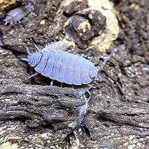 XYZReptiles Live Insects Powder Blue Isopods for Sale Cleanup Crew for T... - £21.53 GBP
