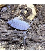 XYZReptiles Live Insects Powder Blue Isopods for Sale Cleanup Crew for T... - $37.04 CAD