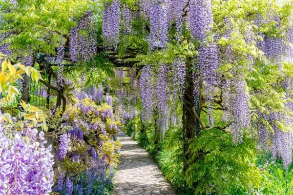 Chinese Wisteria Vine Seeds 10 Pack Wisteria Sinensis 10 Seeds To Grow Garden - $21.98