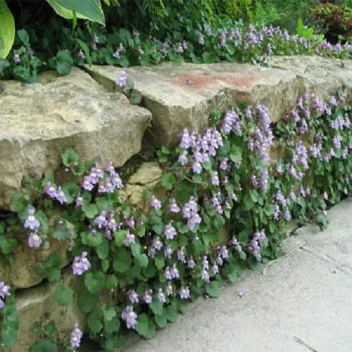 200 Seeds Kenilworth Ivy Seeds Ground Cover - $15.50