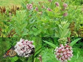 50 Seeds COMMON MILKWEED Native Wildflower Container Flower Garden Heat Cold - £13.38 GBP