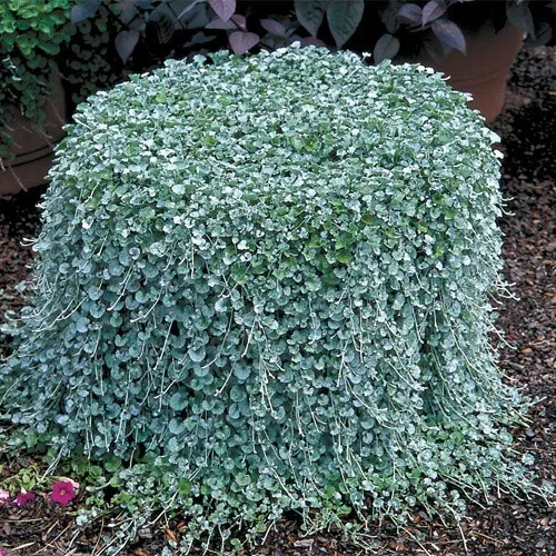 Dichondra Seeds Silver Falls Ground Cover Seeds 25 Seeds - £22.05 GBP
