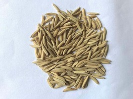 Hoxem Rarest Delhi Basmati Paddy Seeds, 200 Grams, More Than 12500 Seeds - $14.99