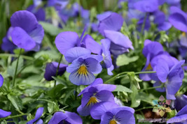 200+ Cool Wave Blue Skies Pansy (Viola) Seeds For Garden - USA - ! - $6.30