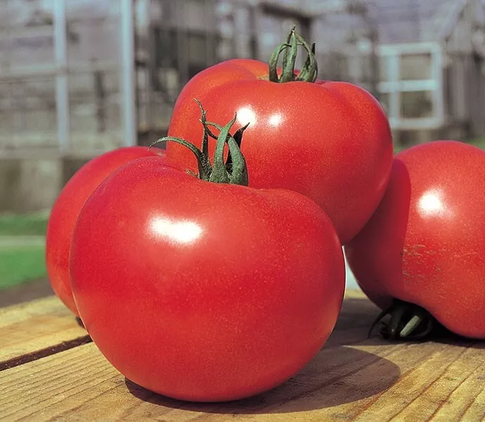 50 Seeds Tough Boy Tomato Vegetable Garden - £7.81 GBP