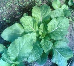 USA Florida Broadleaf Mustard Brassica Juncea Herb Vegetable 3000 Seeds - £8.21 GBP